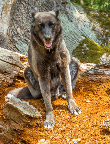 Susanne und Anja mit dem Planwagen durch die Uckermark (2015)