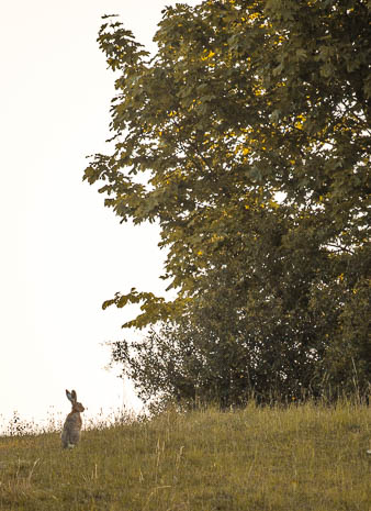 Susanne und Anja mit dem Planwagen durch die Uckermark (2015)