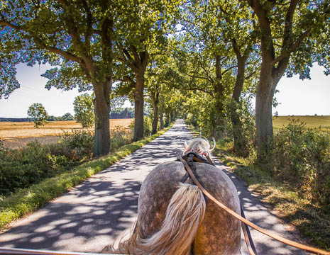 Susanne und Anja mit dem Planwagen durch die Uckermark (2015)