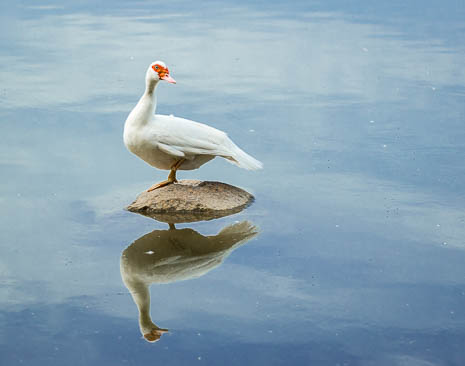 Susanne und Anja mit dem Planwagen durch die Uckermark (2015)