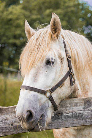 Susanne und Anja mit dem Planwagen durch die Uckermark (2015)