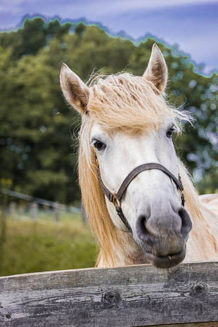 Susanne und Anja mit dem Planwagen durch die Uckermark (2015)