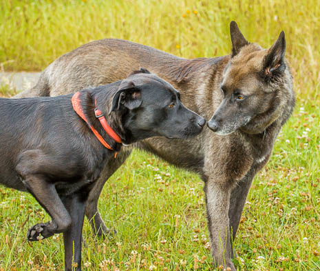 Susanne und Anja mit dem Planwagen durch die Uckermark (2015)