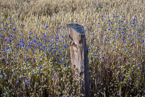 Susanne und Anja mit dem Planwagen durch die Uckermark (2015)