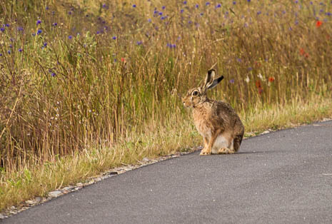 Susanne und Anja mit dem Planwagen durch die Uckermark (2015)