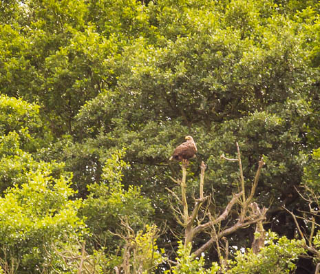Susanne und Anja mit dem Planwagen durch die Uckermark (2015)