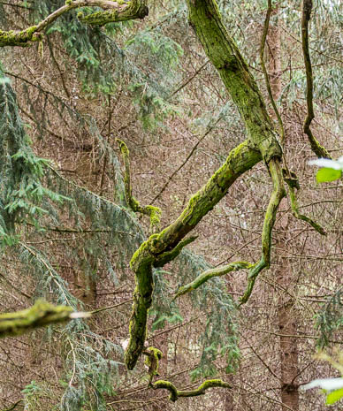 Susanne und Anja mit dem Planwagen durch die Uckermark (2015)