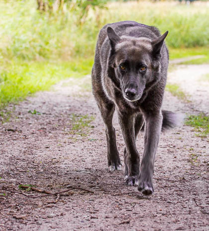 Susanne und Anja mit dem Planwagen durch die Uckermark (2015)