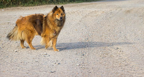 Susanne und Anja mit dem Planwagen durch die Uckermark (2015)