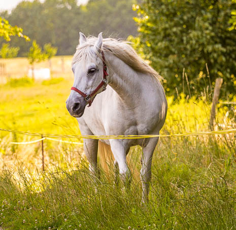 Susanne und Anja mit dem Planwagen durch die Uckermark (2015)