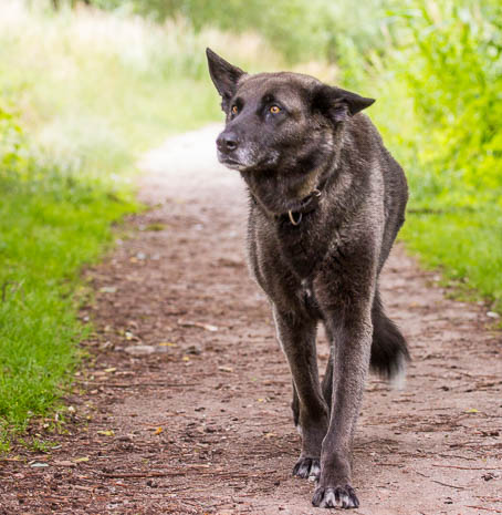 Susanne und Anja mit dem Planwagen durch die Uckermark (2015)