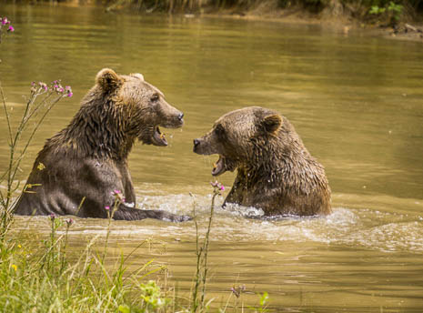 Susanne und Anja mit dem Planwagen durch die Uckermark (2015)
