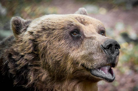 Susanne und Anja mit dem Planwagen durch die Uckermark (2015)