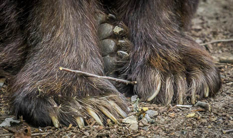 Susanne und Anja mit dem Planwagen durch die Uckermark (2015)