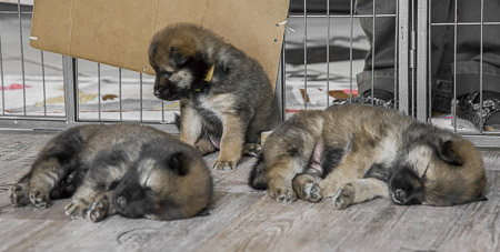 15.Mai 2014 (4-Woche)