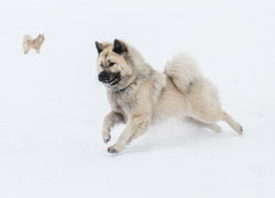 eurasier