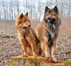 the Eurasian dogs Inouck and Tofino
